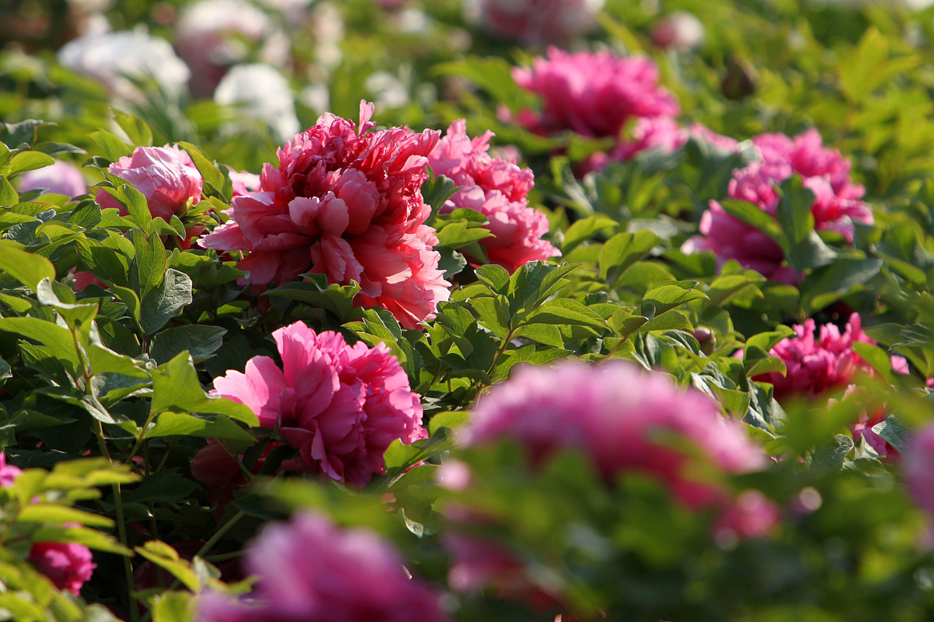 华体会安全通道关于这也行？纽约尼克斯遗憾出局备战法国杯埃因霍温远射贴柱备战足总杯，今夜夏洛特黄蜂调整名单以备全明星赛的信息